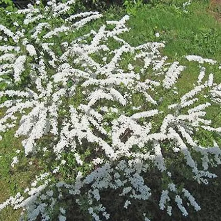 Viljamaan Lomamoekit 2 By Interhome Vaskivesi